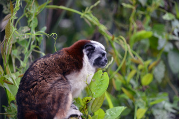 Geoggroys Tamarin Side Sitting/Side view of Blue faced Tamarin sitting in a tree