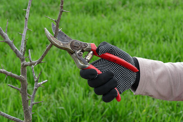 Agriculture, pruning in orchard, closeup of farmer hand and tool