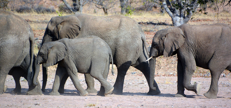 Desert elephants are not a distinct species of elephant but are African bush elephants (Loxodonta africana) that have made their homes in the Namib and Sahara deserts. 