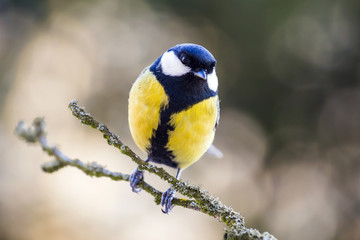 Great Tit in winter.
