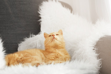 Cute cat lying on white fluffy plaid at home