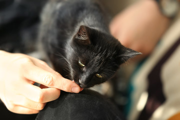 Cute black cat licking human finger, close up view