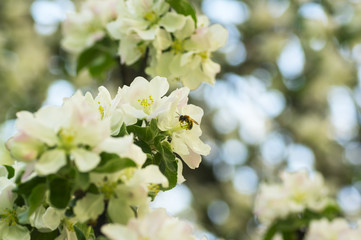 Bee on apple flower in spring garden
