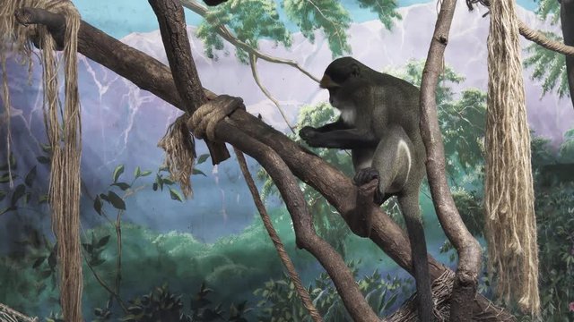 De Brazza's monkey sitting on tree stock footage video