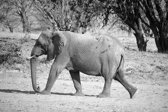 Desert elephants are not a distinct species of elephant but are African bush elephants (Loxodonta africana) that have made their homes in the Namib and Sahara deserts. 
