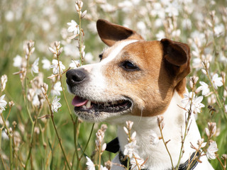 Jack russell terrier