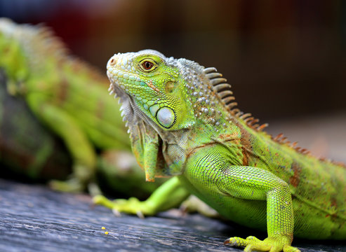 Photos bright green iguana