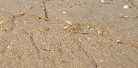 caranguejo na praia