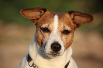 jack russel terrier