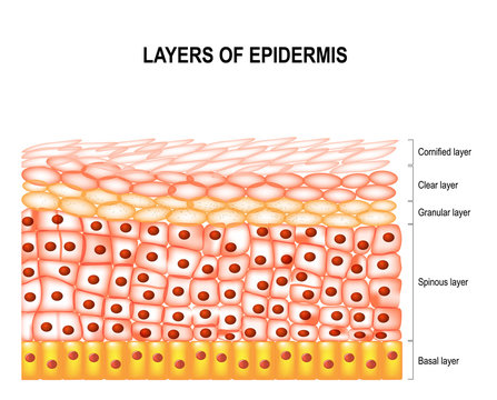 Layers of epidermis