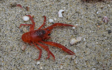 Red Tuna Crab