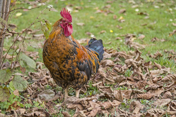 Ein stolzer Gockel
