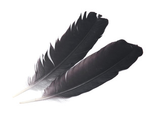 Black raven feather isolated on white background