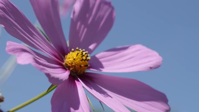 Close-up of Mexican aster plant in natural environement 4K 2160p 30fps UltraHD footage - Pink autumn flower Cosmos bipinnatus in the garden 3840X2160 UHD video 