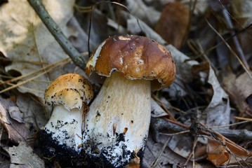 Белые грибы