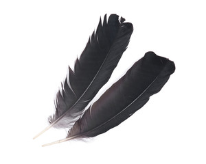 Black raven feather isolated on white background