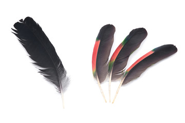 Black raven feather and colorful parrot feathers isolated on white background