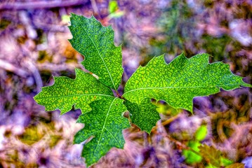 Зелёный дубок