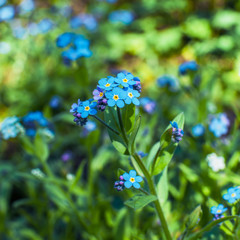 Blue forget me not flowers bunch