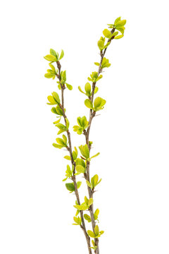 spring branch with young leaves