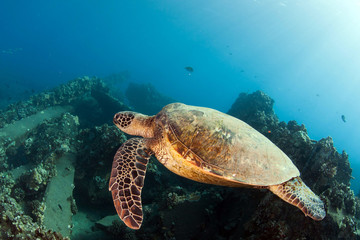 Fototapeta premium Tartaruga di mare