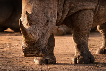Isolated White Rhino in Mantobeni game reserve South Africa