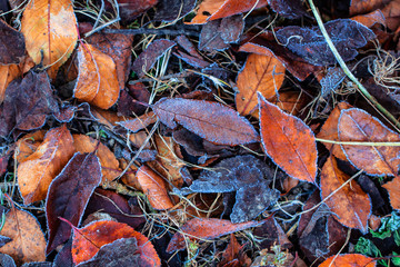 Autumn leaf foliage background covered in cold frost