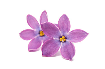 Naklejka na ściany i meble lilac flowers isolated