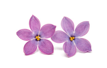 Fototapeta na wymiar lilac flowers isolated