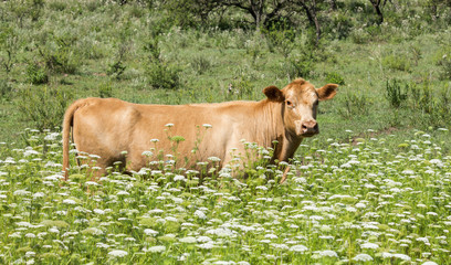 vaca entre flores