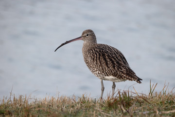 Curlew, Numenius arquata