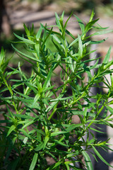 bush plants tarragon as background close up macro