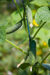 cucumber grows on a bush close up