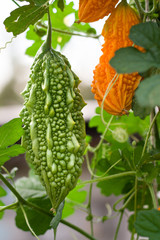 green and yellow bitter melon or momordica with leaf on a bush close up