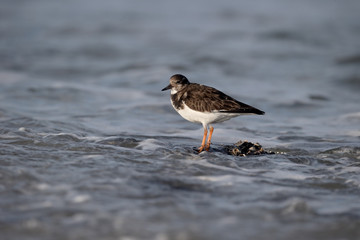 Turnstone, Arenaria interpres