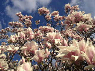 Magnolie in voller Blüte