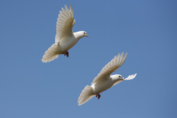 Domestic Fan-Tailed Pigeons in flight against a blue sky