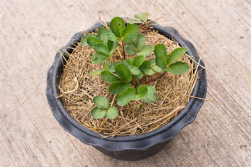 young strawberry plant in a black plastic pot