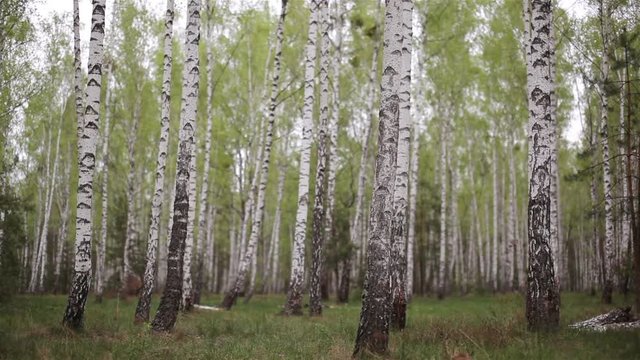 Birch woods grove in the forest