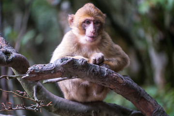 Monkey forest - Grinning infant