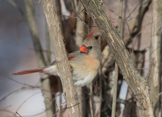 Female northern cardinal in winter