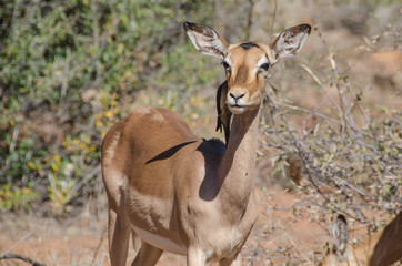 Red-billed Oxpecker on Impala antelope