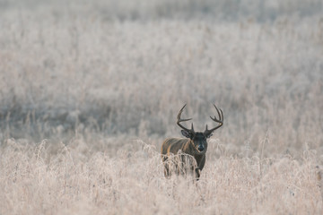 Large white-tailed deer buck in frost covered meadow