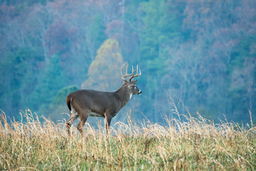 Large white-tailed deer with fall colors