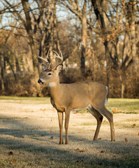 White-tailed deer buck