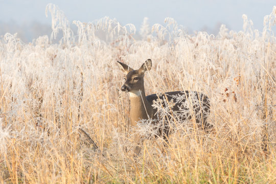 Fototapeta white-tailed deer doe