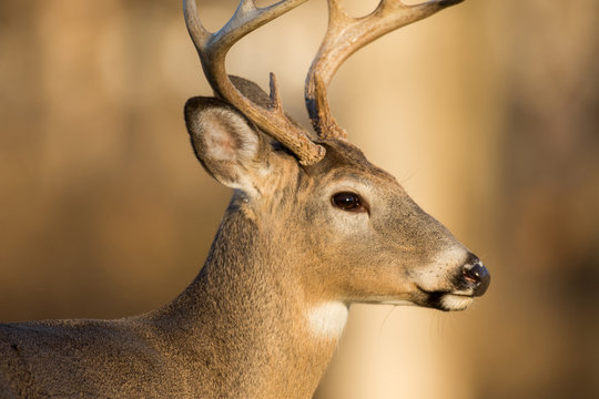 Fototapeta White-tailed deer buck