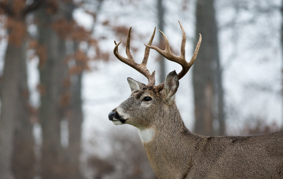 Fototapeta White-tailed deer buck