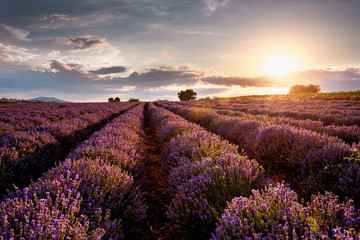 Sunset over lavender field - 133138248
