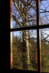 Blick aus dem Fenster auf einen Baum
